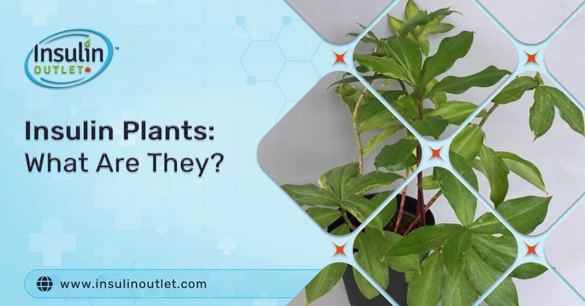 Insulin Plants: What Are They?