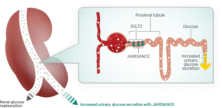 Can Jardiance Cause Weight Loss? - Insulin Outlet