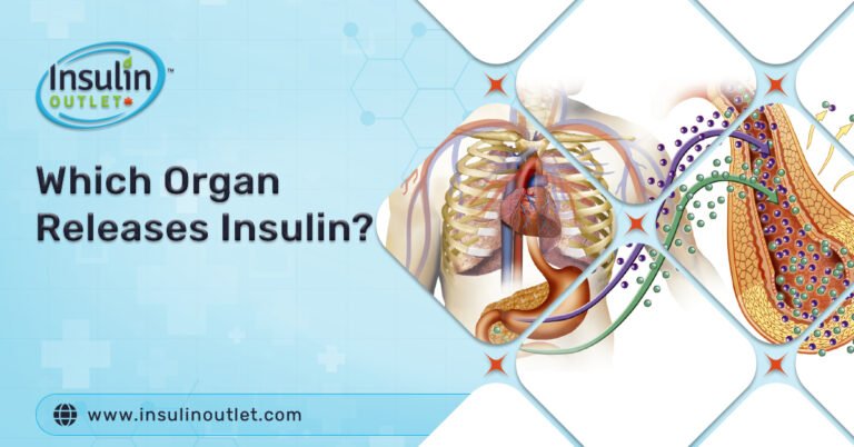 Which Organ Releases Insulin?