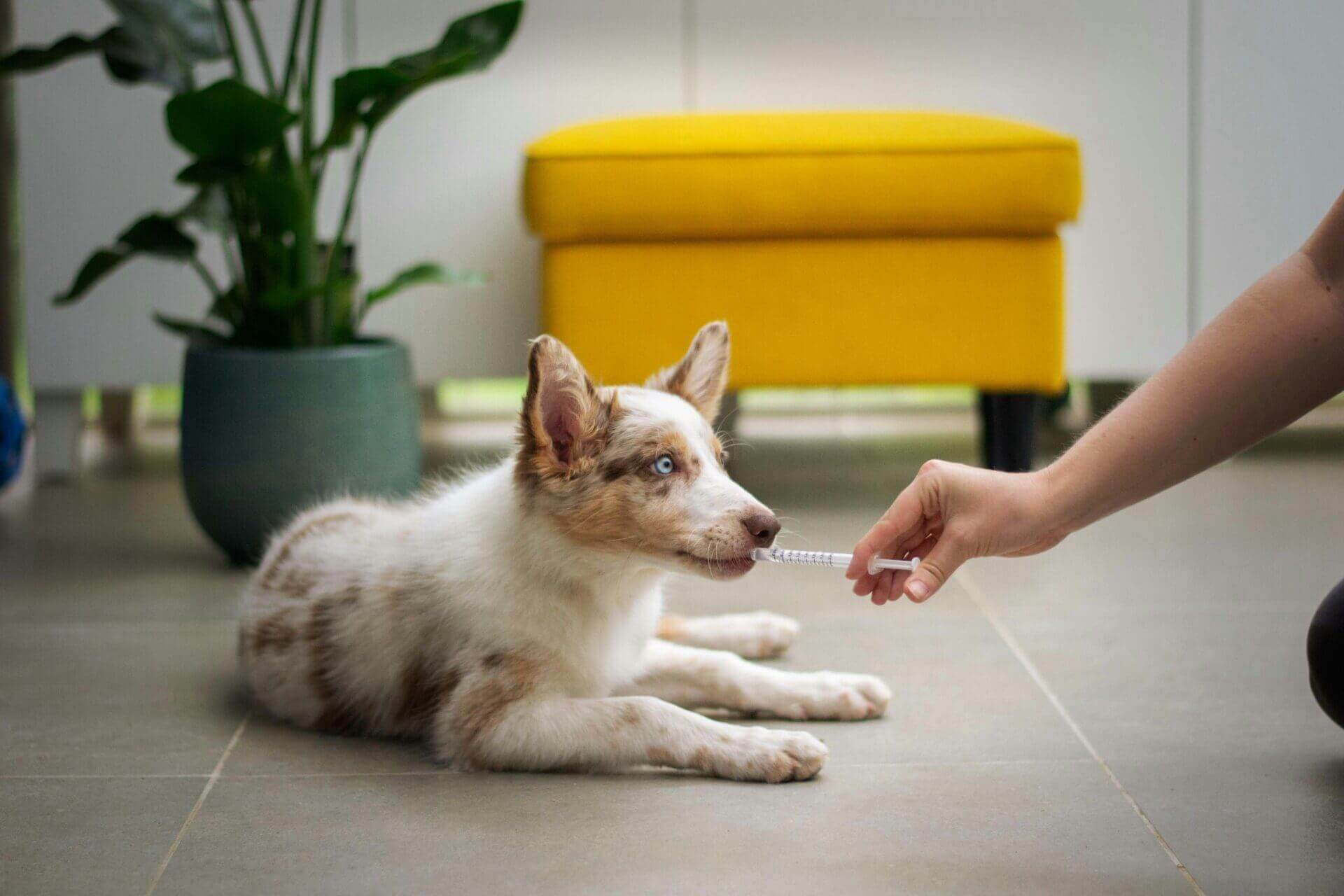 Dog Luing On Floor