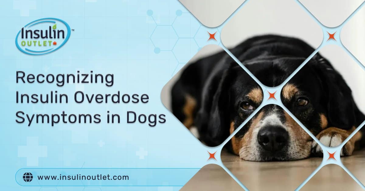 Recognizing Insulin Overdose Symptoms in Dogs